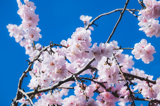 cherry blossoms