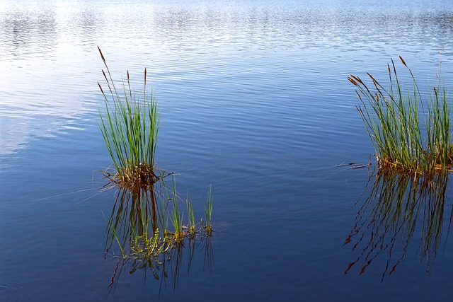 seagrass