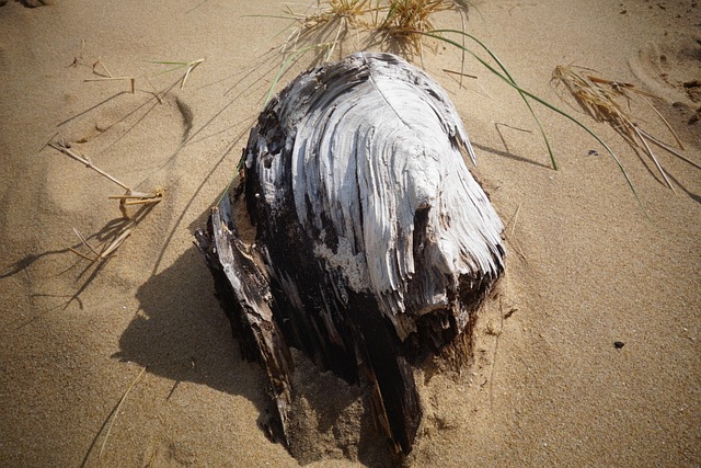 driftwood