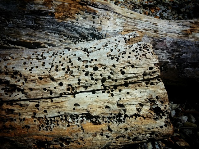 driftwood