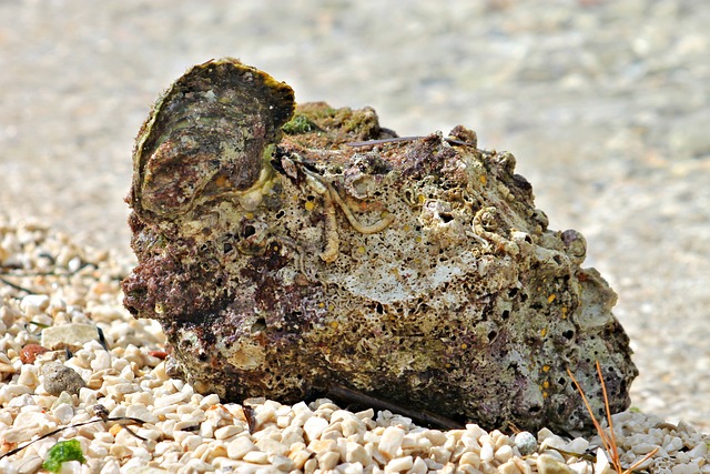 fossils