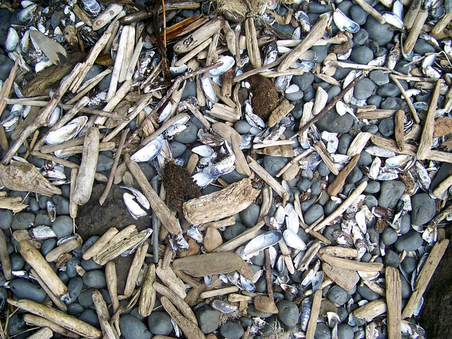 driftwood