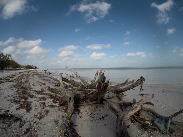driftwood