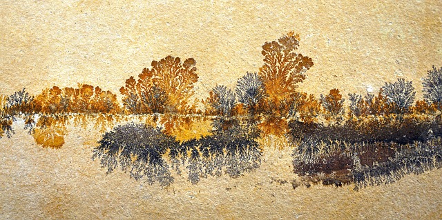 fossils