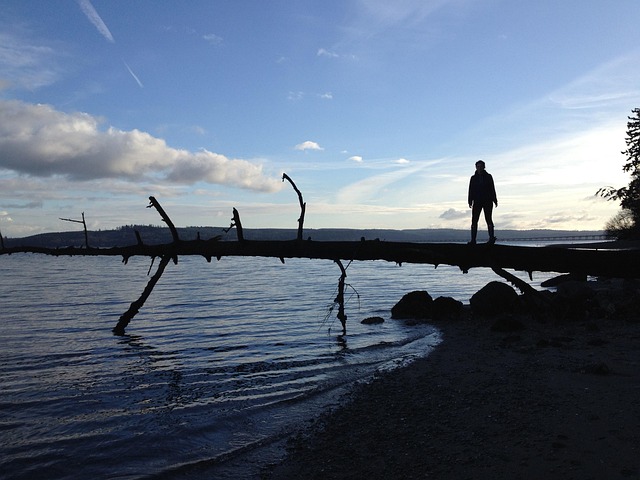 driftwood