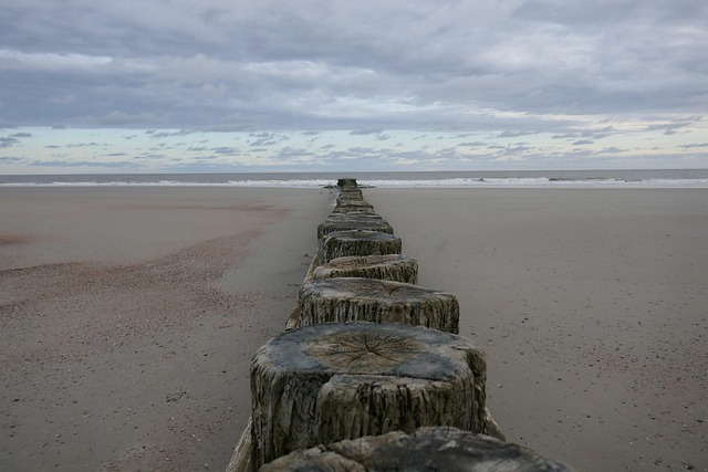 driftwood