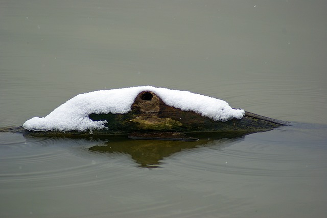 driftwood