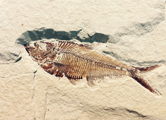 fossils