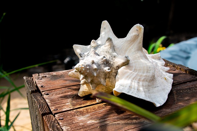 driftwood