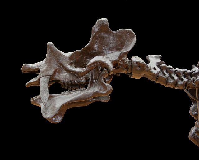 dinosaur