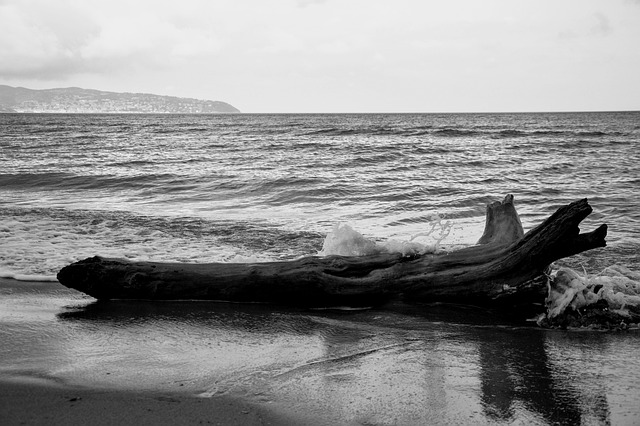 driftwood