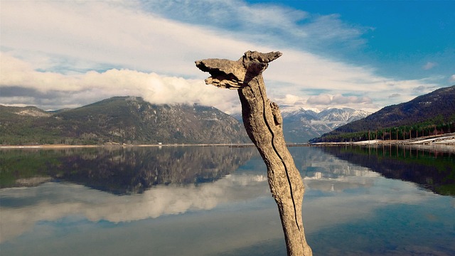 driftwood