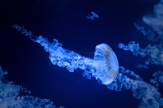 aquarium