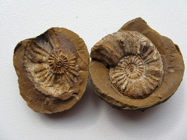 fossils