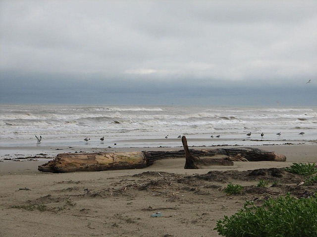 driftwood