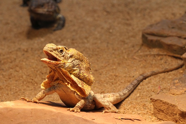 dinosaur