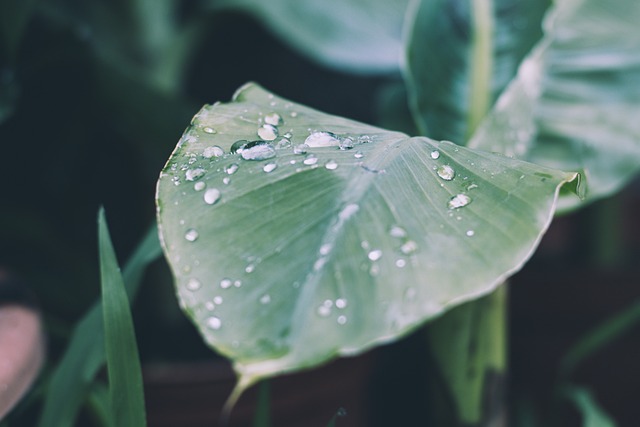 nature