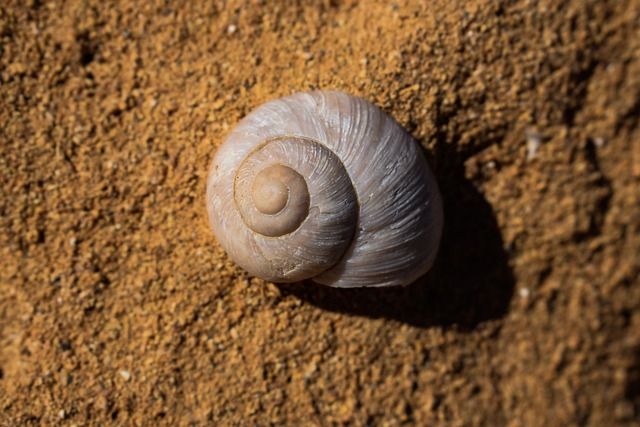 fossils