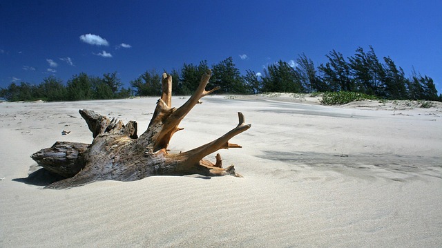 driftwood