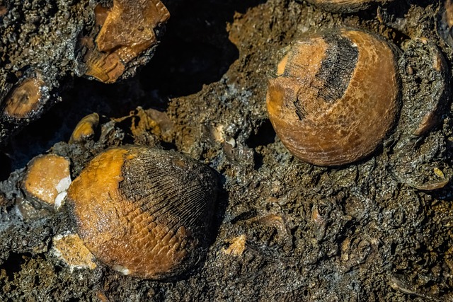fossils