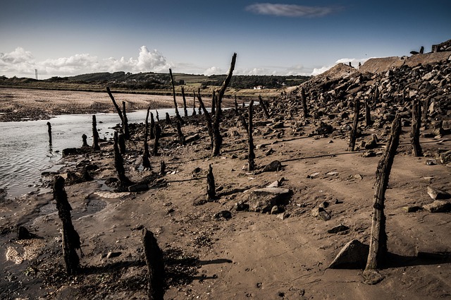 driftwood