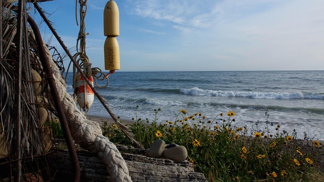driftwood
