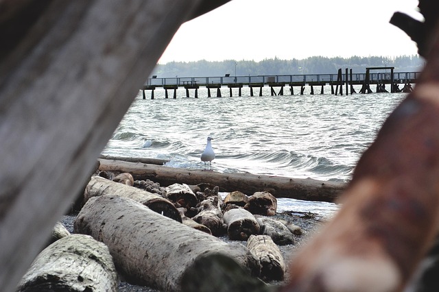driftwood