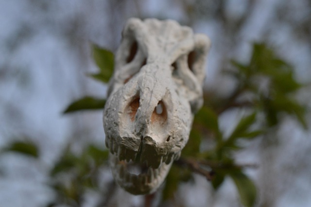 fossil