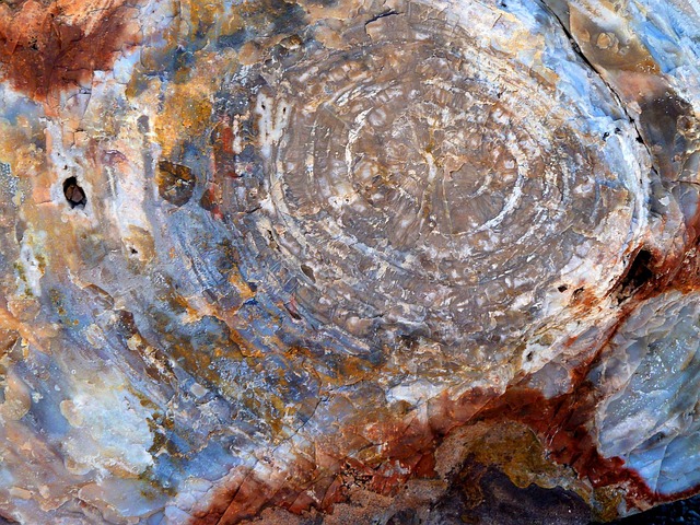 fossils