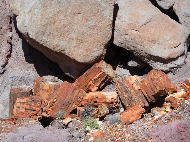 fossil