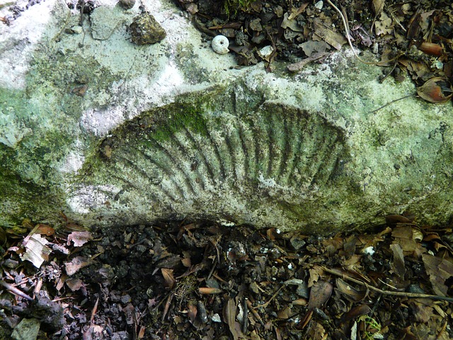 fossils