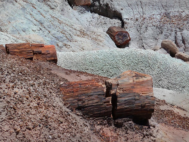 fossil
