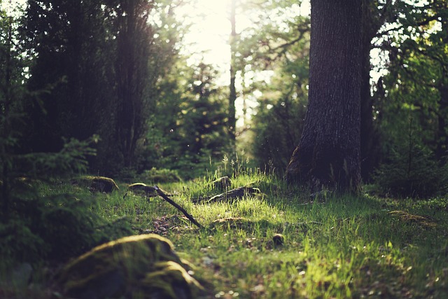 nature