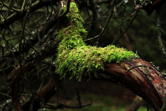 nature