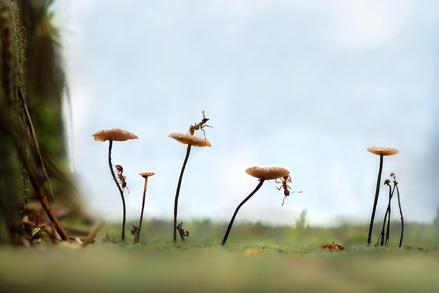 nature