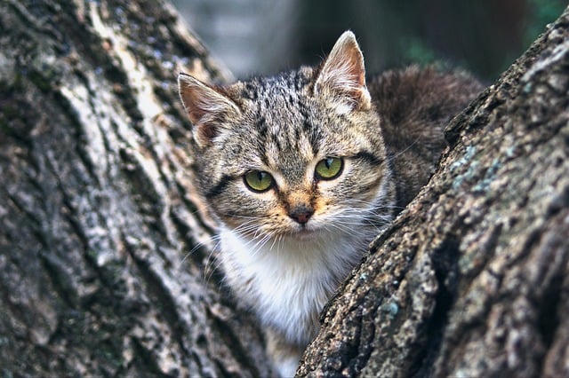 nature