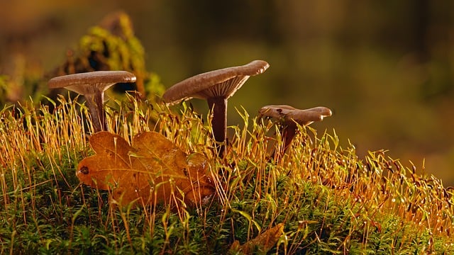 nature