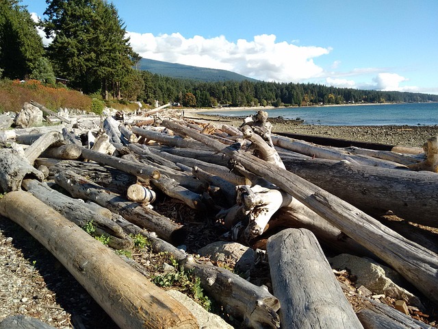 beachcombing