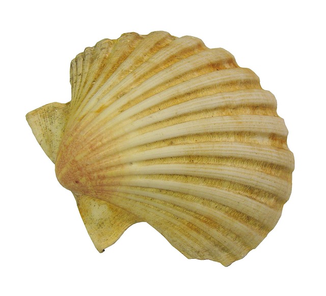 seashells