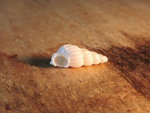 seashells