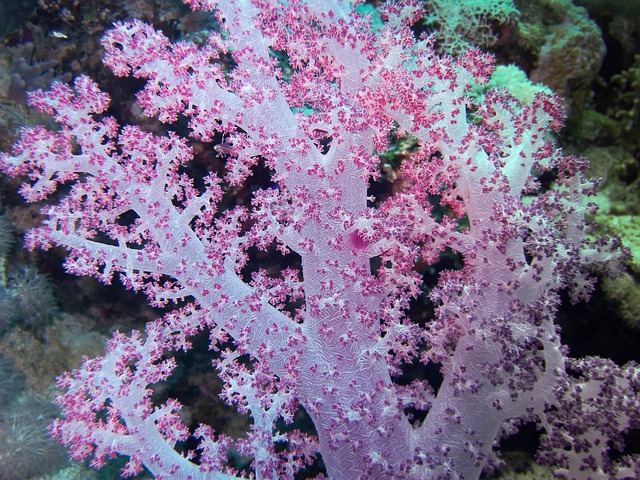 coral