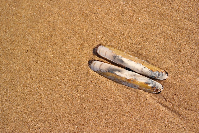 seashell