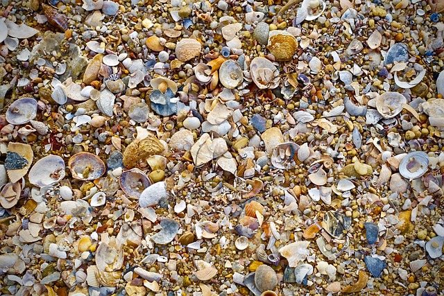 seashells