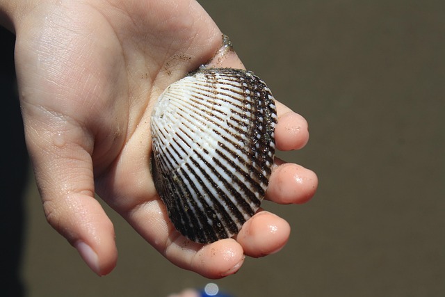 seashells