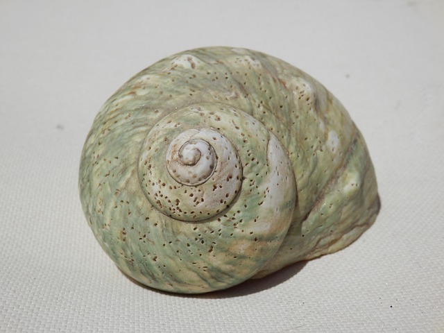 seashells