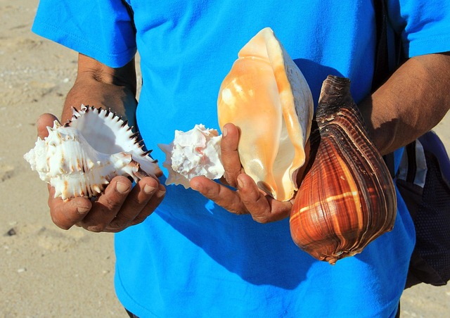 seashells