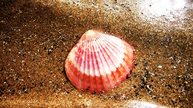 seashells