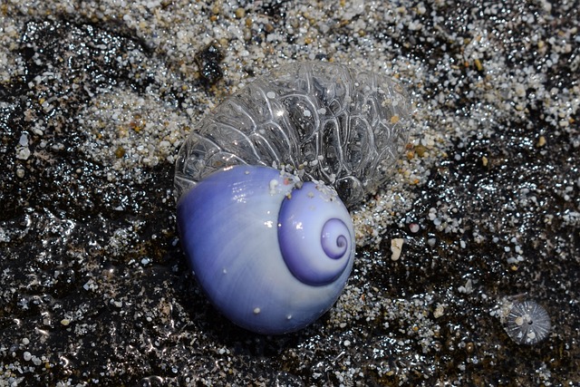 seashells