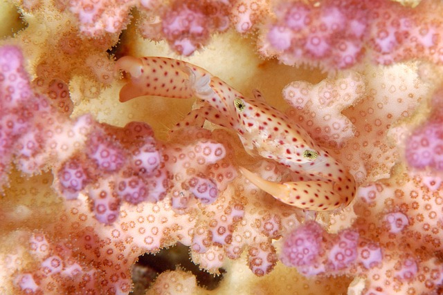 coral
