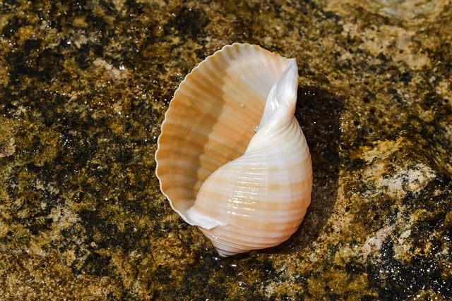 seashells